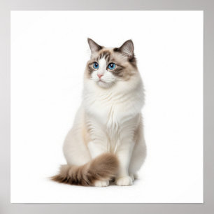 Affiche Art du chat Ragdoll