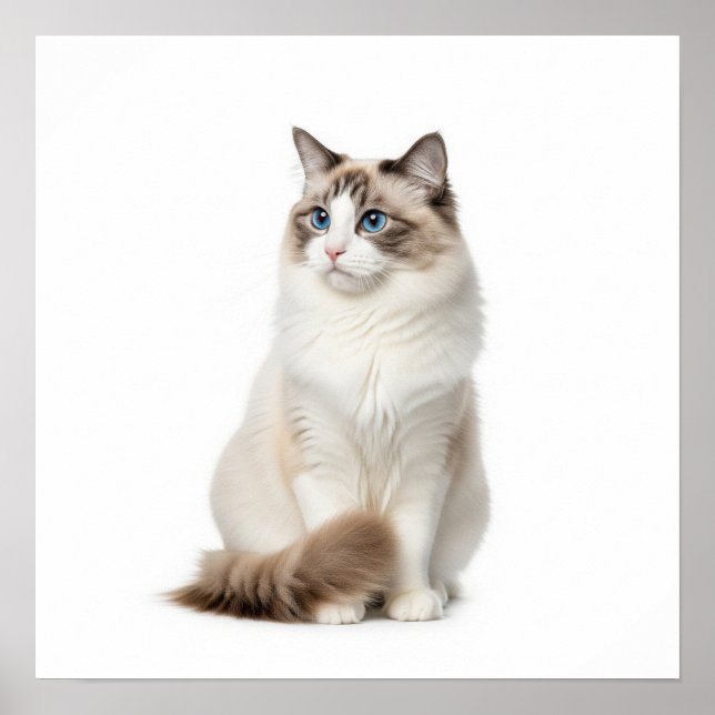 Affiche Art du chat Ragdoll (Devant)