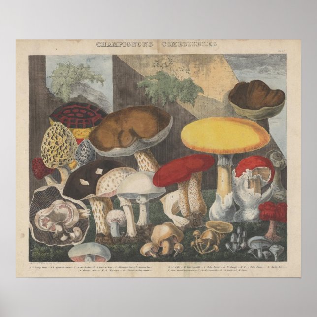 Affiche Art du Journal scientifique du champignon vintage (Devant)