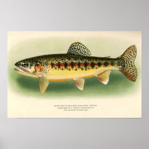 Affiche Art du truite dorée vintage