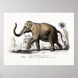 Affiche Art Eléphant vintage par Charles D'Orbigny