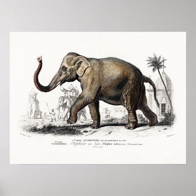 Affiche Art Eléphant vintage par Charles D'Orbigny (Devant)