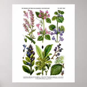 Affiche Art Fleur sauvage anglais Imprimer no 8 Art botani