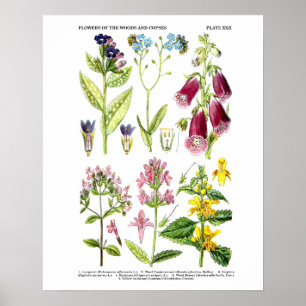 Affiche Art Fleur sauvage anglais Imprimés n° 3 Art botani