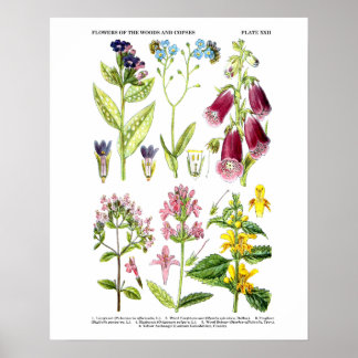 Affiche Art Fleur sauvage anglais Imprimés n° 3 Art botani