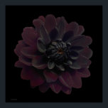Affiche Art floral moderne Pop Art noir Dahlia Fleur sur n<br><div class="desc">Belle fleur de dahlia violet violet de velours profond sur cet art floral cool et moderne imprimé d'une photo de Paul Stickland. Une fleur gothique sur un arrière - plan carré de pop art noir. J’adore les dahlias et je cultive beaucoup dans notre jardin, il y a quelque chose de...</div>