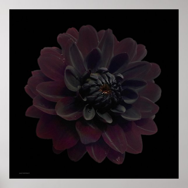 Affiche Art floral moderne Pop Art noir Dahlia Fleur sur n (Devant)