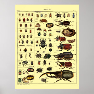Affiche Art Insectes Coléoptères Ere Victorienne Vintage 1