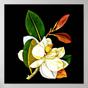 Affiche Art-Mary Affiche-Botanique Delany 1