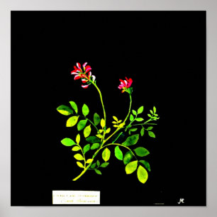 Affiche Art-Mary Affiche-Botanique Delany 15