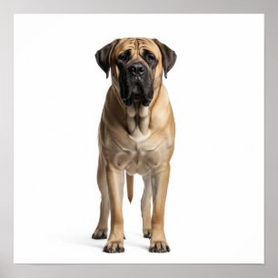 Affiche Art Mastiff