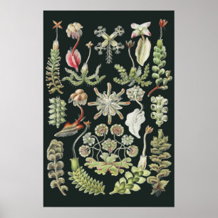 Affiche Art Nature Scientifique Ernst Haeckel Hépatiques