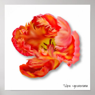 Affiche Art numérique de la tulipe de perroquet orange fla