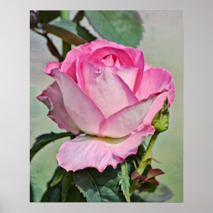 Affiche Art photographique rose