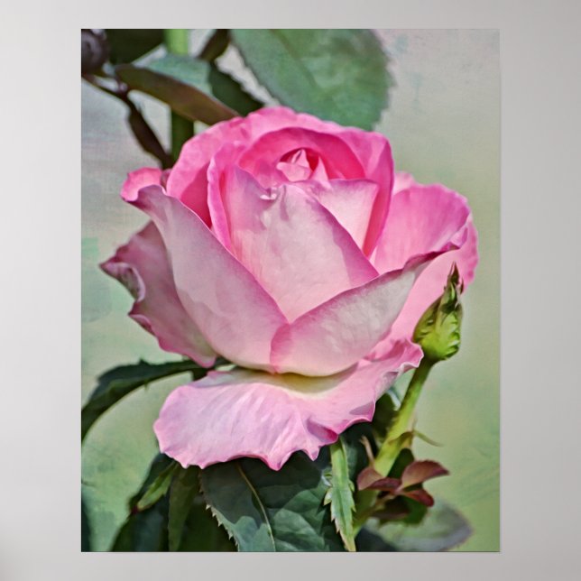 Affiche Art photographique rose (Devant)