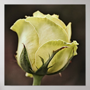 Affiche Art photographique rose jaune