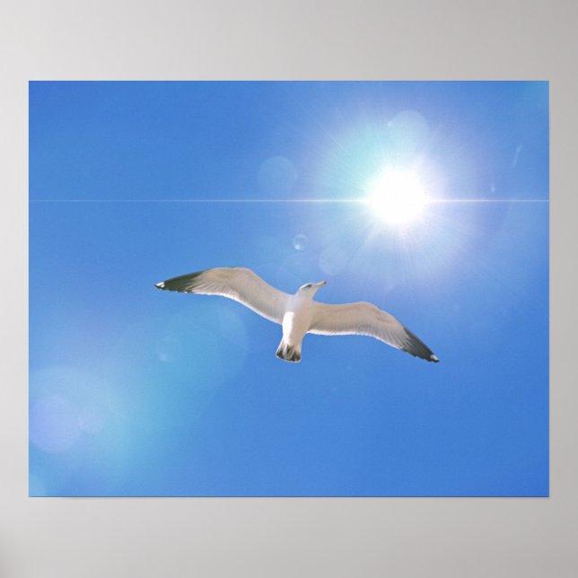 Affiche Art photographique Sea Ocean Bird Sun (Devant)