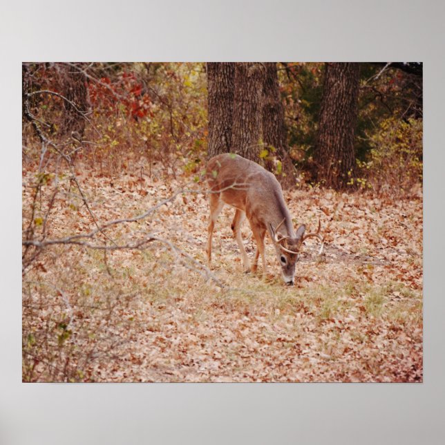 Affiche Art photographique Wild Deer Buck de 8 points Impr (Devant)
