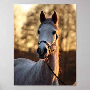 Affiche Art pour les amateurs de chevaux - Portrait photo
