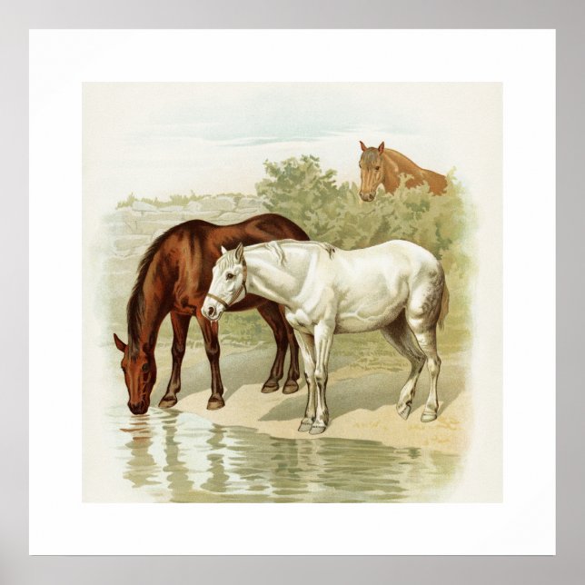 Affiche Art pour les amateurs de chevaux vintages (Devant)