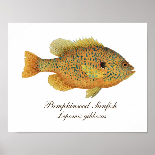 Affiche Art Pumpkinseed (Devant)