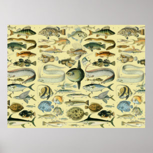Affiche Art scientifique de pêche de poissons vintage