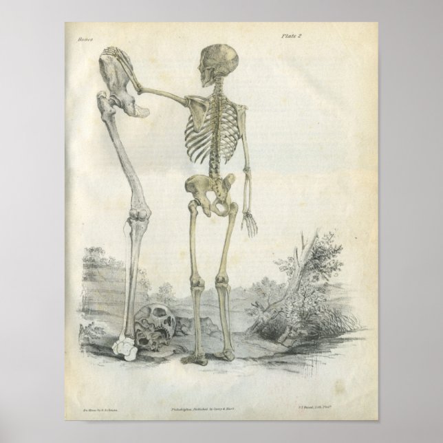 Affiche Art Skeleton humain (Devant)