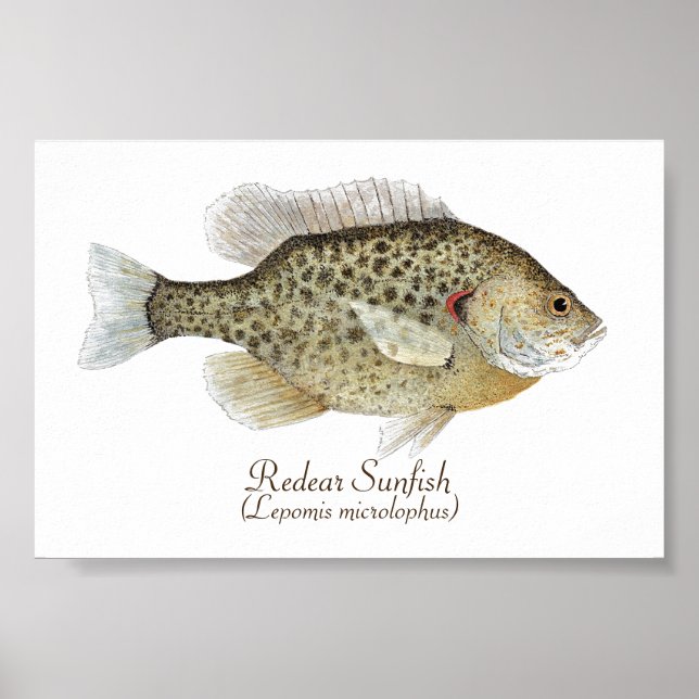 Affiche Art Sunfish (Devant)