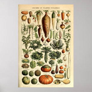 Affiche Art végétal vintage par Adolphe Millot