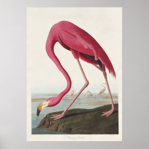 Affiche Art Vintage Audubon Flamant Rose Américain Oiseau 