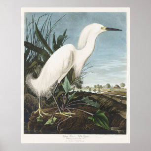 Affiche Art vintage d'Audubon représentant un héron neigeu