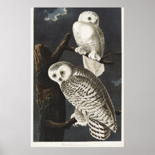 Affiche Art vintage de l'oiseau de nuit Hibou blanc d'Audu