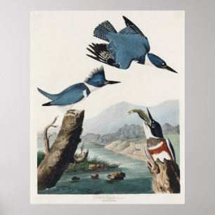 Affiche Art vintage d'oiseau martin-pêcheur à ceinture d'A