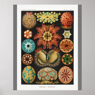 Affiche Art vintage Imprimer (Ascidiae) Belle vie marine