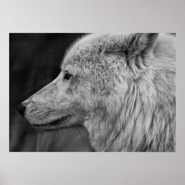 Affiche Artc Wolf (Devant)