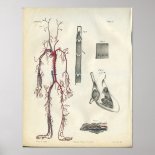 Affiche Artères Anatomie Vintage du coeur Imprimer