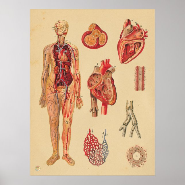 Affiche Artères cardiaques vintages Anatomie humaine Graph (Devant)
