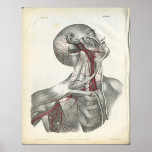 Affiche Artères de la tête et du cou Anatomie Imprimer
