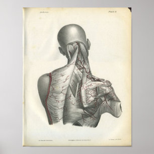 Affiche Artères de l'anatomie arrière Imprimer