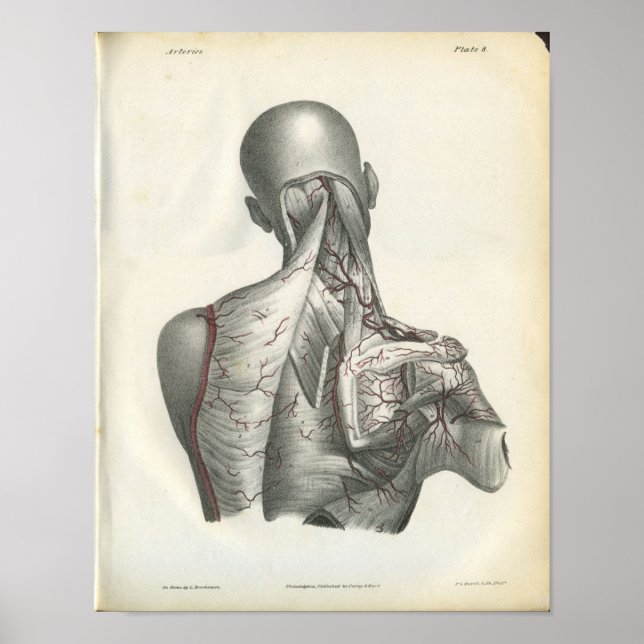 Affiche Artères de l'anatomie arrière Imprimer (Devant)