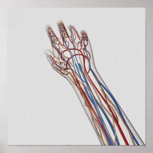 Affiche Arteries, Veins, And Lymphatic System 3