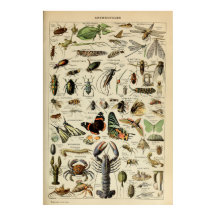 Arthropodes - Collection d'animaux invertébrés