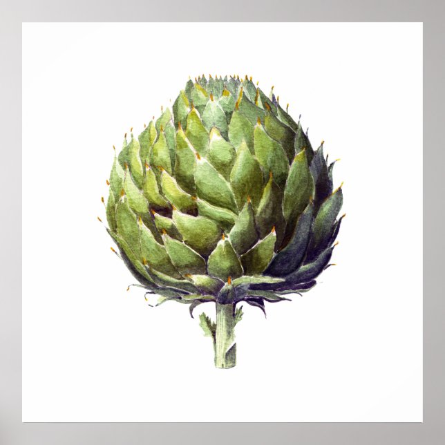 Affiche Artichoke botanique aquarelle art (Devant)