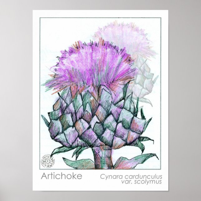 Affiche Artichoke Plante Fleurs pourpres Médicinal Herbe A (Devant)