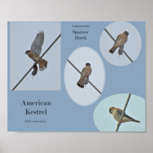 Affiche Articles sur le Crécerelle d'Amérique (Falco sparv