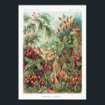 Affiche Artistic Vintage Illustration Nature Ernst Haeckel<br><div class="desc">Artistic Vintage Illustration Nature Ernst Haeckel Poster</div>
