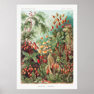 Affiche Artistic Vintage Illustration Nature Ernst Haeckel