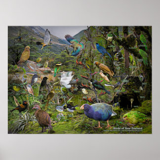Affiche artistique Birds of New Zealand