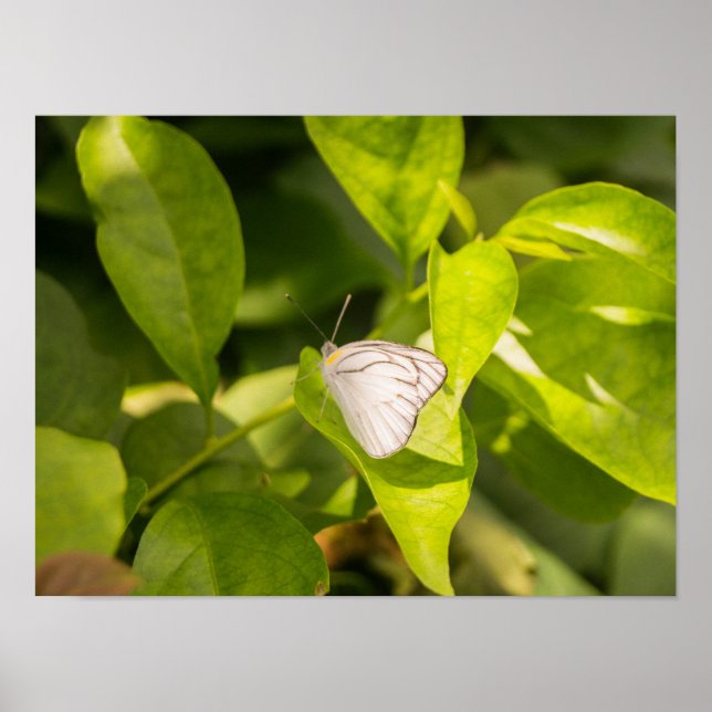 Affiche Ascia_02 (Devant)