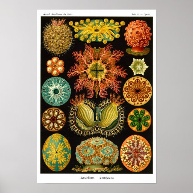 AFFICHE ASCIDIACEA DE HAECKEL (Devant)